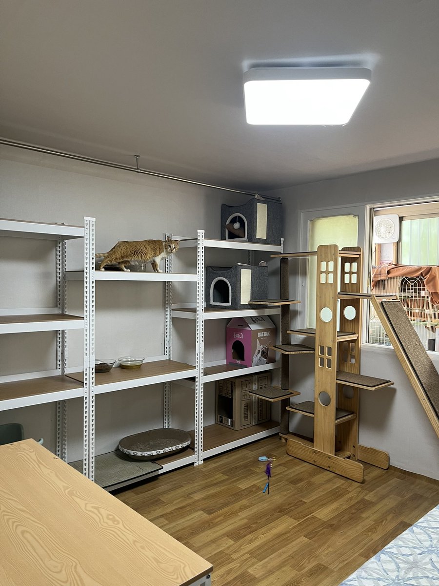 안녕하세요 트위터 여러분, 체리하우스는 서울 성북구 하월곡동에서 재개발로 인해 삶의 터전을 잃은 위기의 고양이들을 구조해 돌보고 있습니다. 현재 24마리의 고양이를 보호 중입니다. 김연주 님 혼자서 구조와 돌봄을 다 해내고 있습니다. 관심 있는 분들의 후원을 부탁드립니다. 🥹