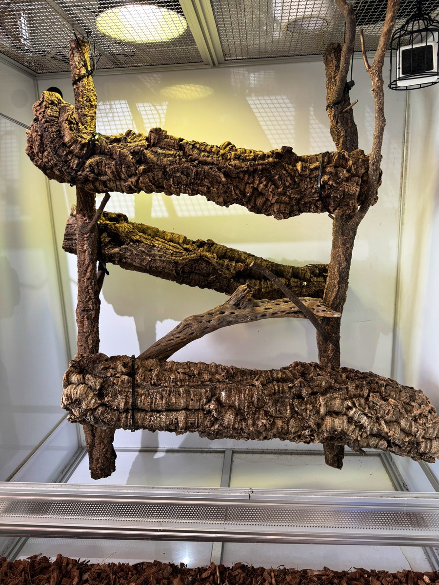 mopmop123456's tweet image. コバルト用のケージの背面にコルクを貼り付ける
これでオスメス同居の準備ができた