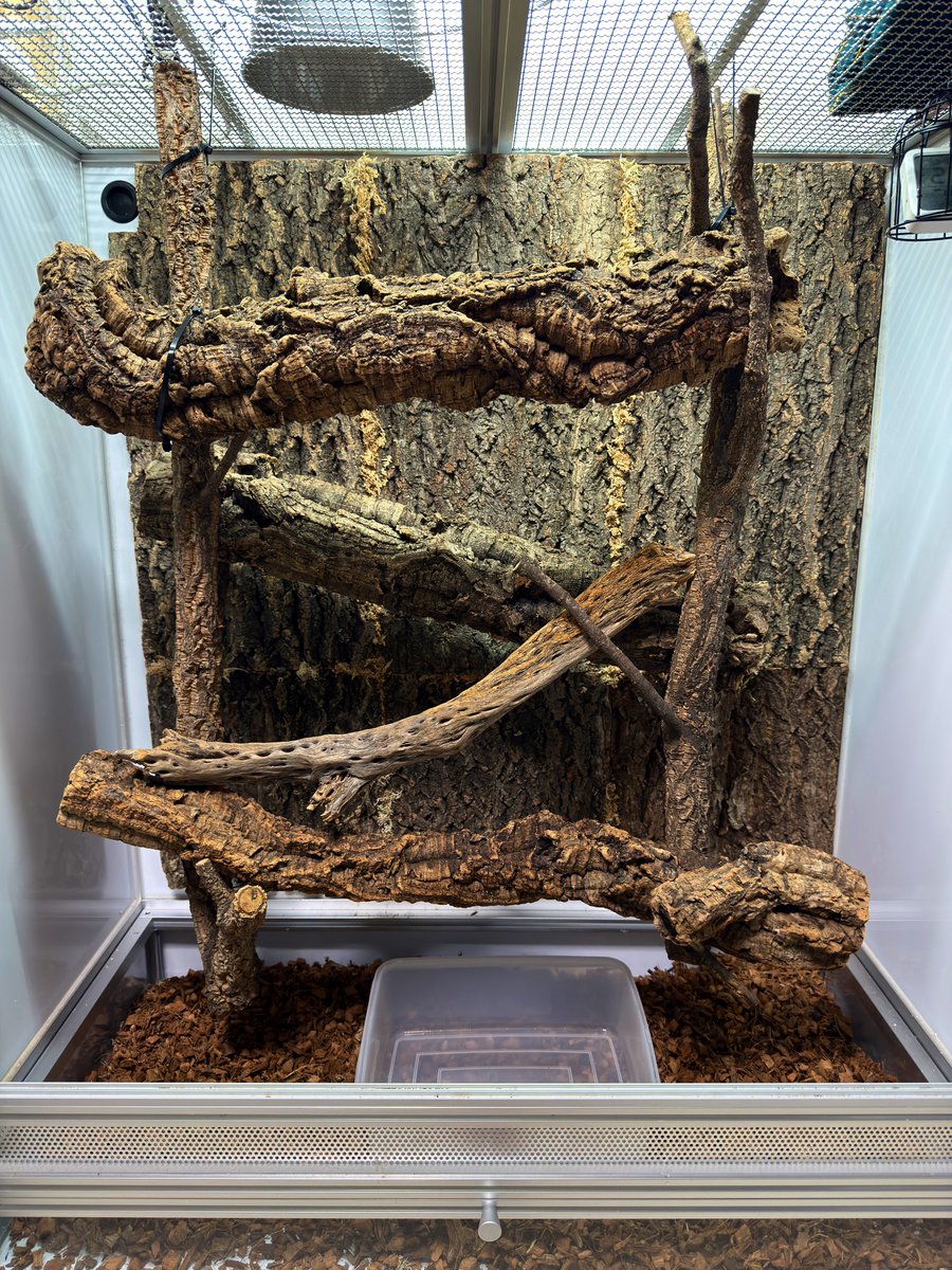 mopmop123456's tweet image. コバルト用のケージの背面にコルクを貼り付ける
これでオスメス同居の準備ができた