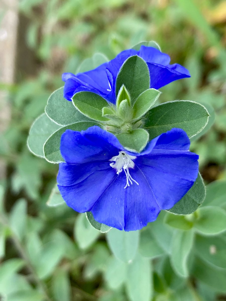 homoremore's tweet image. こんにちは。