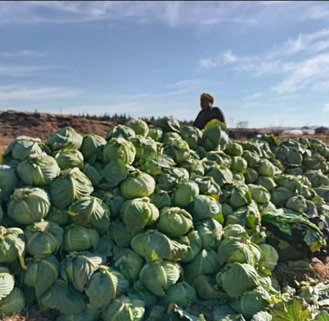 My mom's work. 400 heads ready to be picked up by the customer 😍😍If u Botha-Bothe call 56165433 to have some