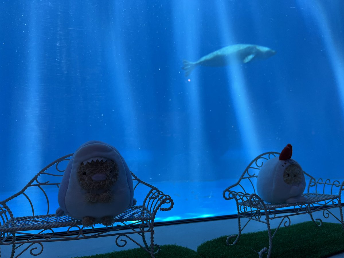 hana_922's tweet image. 今年も行ってきた🐬🫧
すみっコいっぱいいて可愛かった🩵