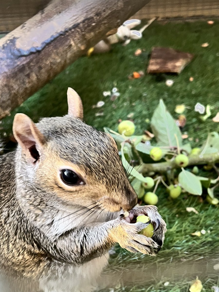 AllumPaul's tweet image. Freshly picked apples on the menu today 🍏🐿🖤🐿🤍🐿🖤🐿🤍🐿🖤🐿🤍🐿🖤🐿🍏
hitchinsquirrelrescue.co.uk