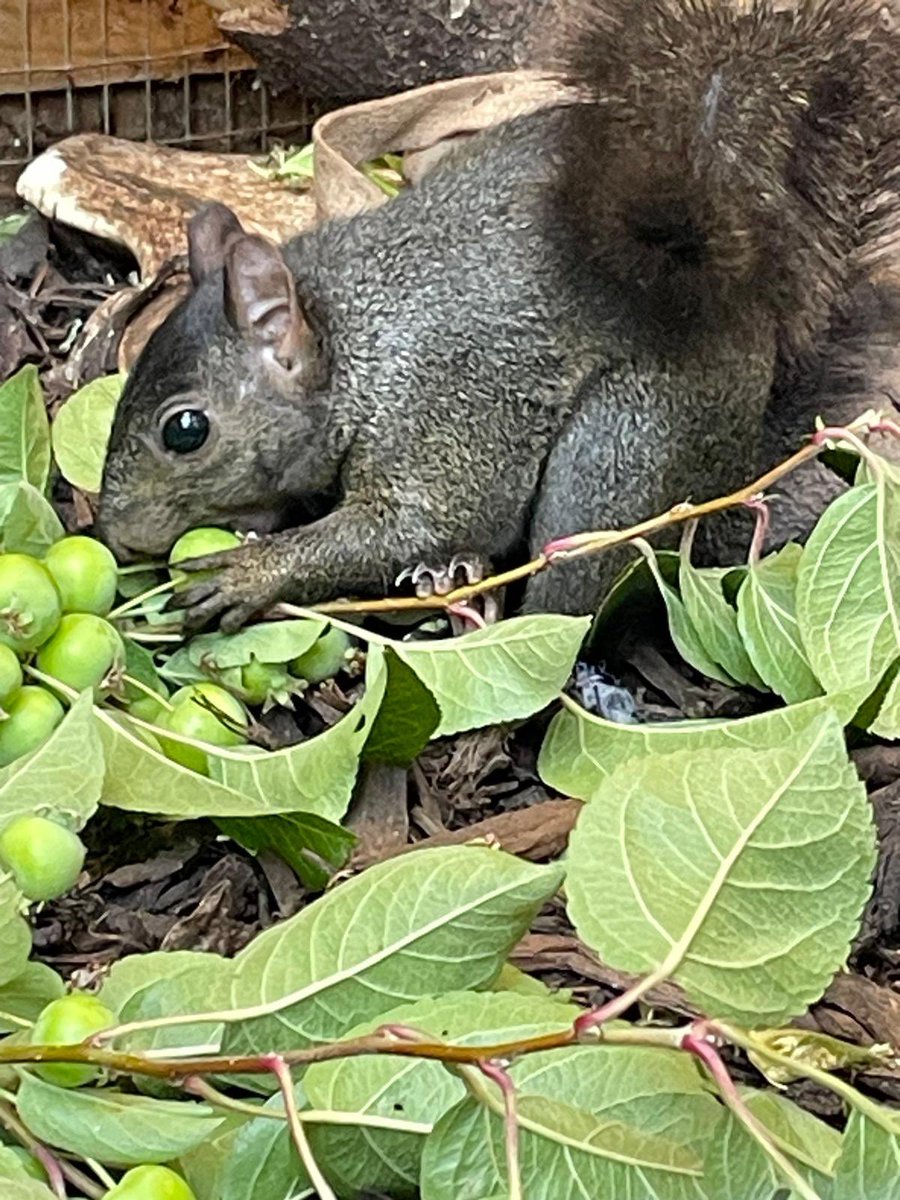AllumPaul's tweet image. Freshly picked apples on the menu today 🍏🐿🖤🐿🤍🐿🖤🐿🤍🐿🖤🐿🤍🐿🖤🐿🍏
hitchinsquirrelrescue.co.uk