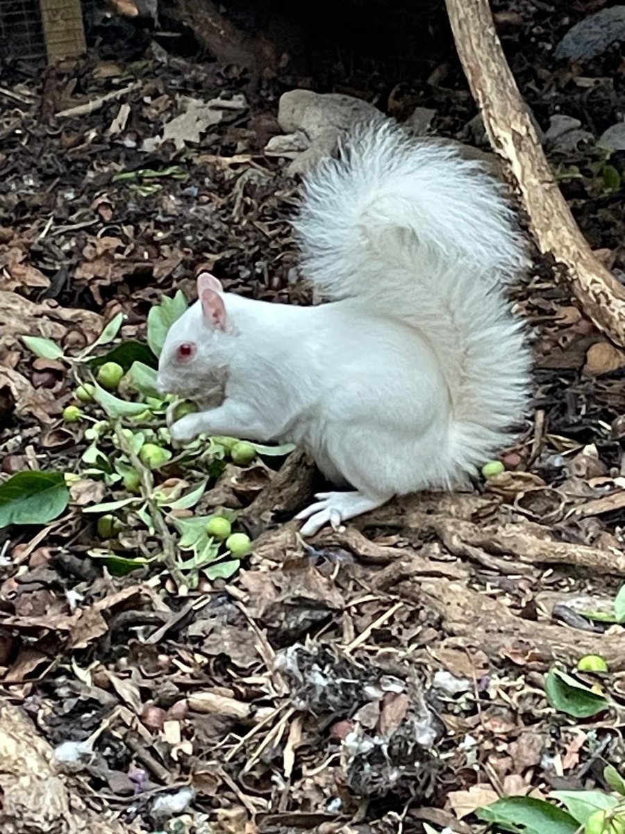 AllumPaul's tweet image. Freshly picked apples on the menu today 🍏🐿🖤🐿🤍🐿🖤🐿🤍🐿🖤🐿🤍🐿🖤🐿🍏
hitchinsquirrelrescue.co.uk