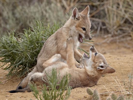 Fox hub (@anima1slove) on Twitter photo 