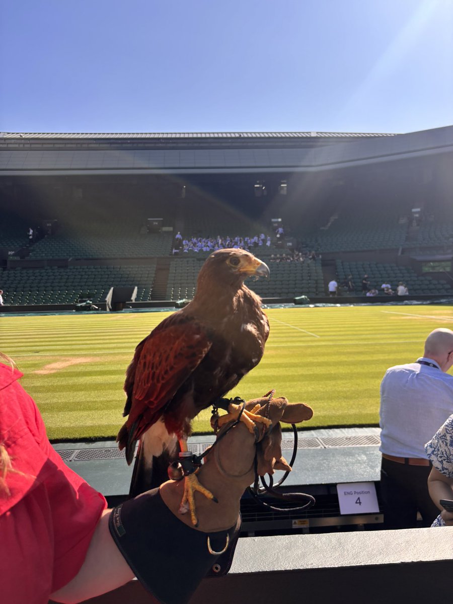 Our next radio guest is very chatty… 🦅

<a href="/RufusTheHawk/">Rufus The Hawk</a>