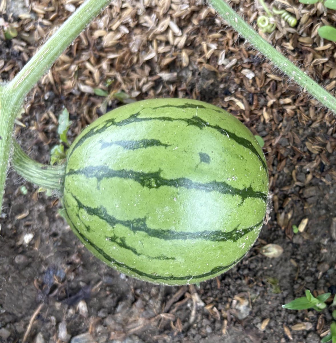 nijiirolike's tweet photo. 🍉 https://t.co/6gy7gfbW15