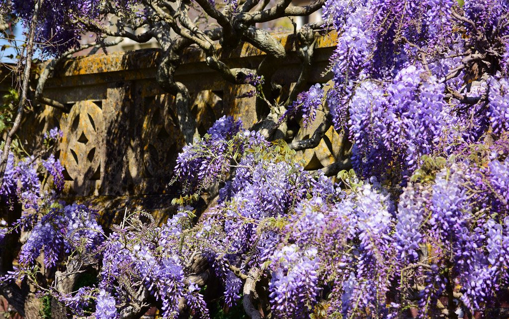 Thank you so much for all the messages around my post about Hinton Ampner..it is a fascinating and beautifully maintained significant garden and I highly recommend..here are a few more photos as requested.. yes..I am really getting through my Garden List 2025..