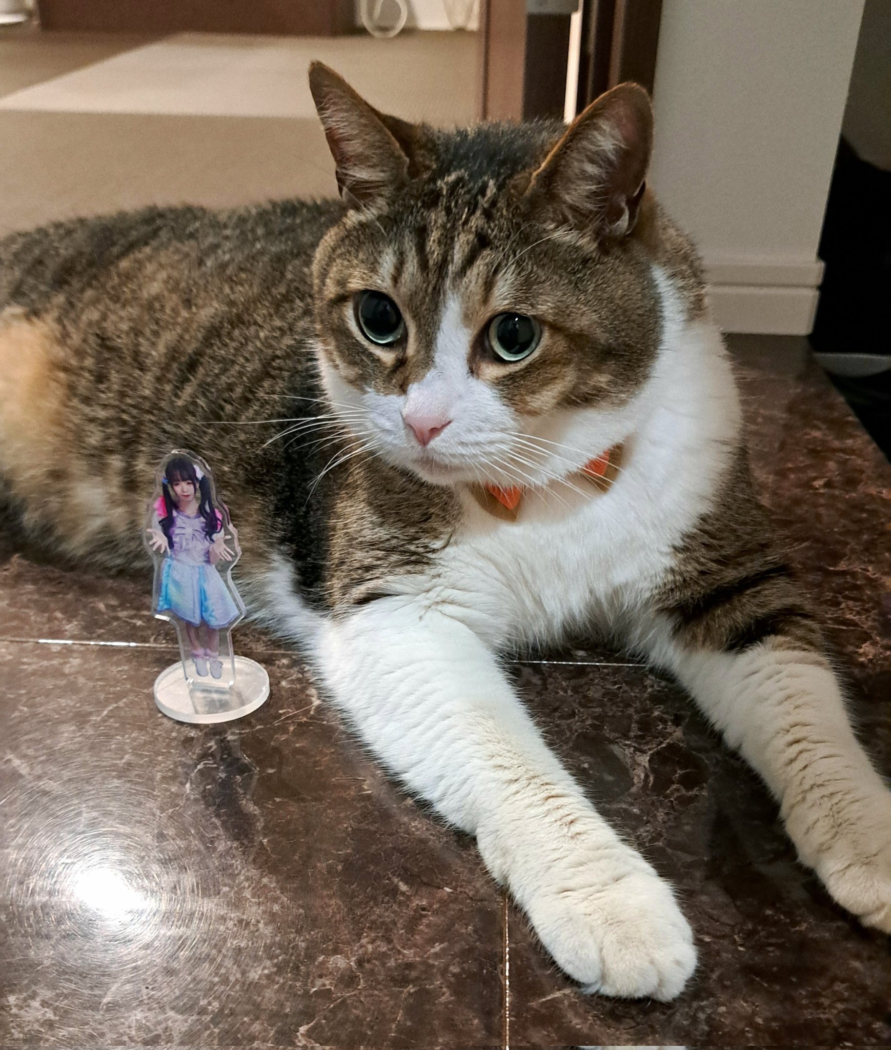雨の日のねこ様♡ありがとうございます♡ cute cat pictures→@oyaki_1118 Reproduction prohibited