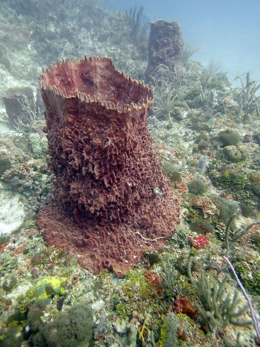 ASG Sponges Genome Note #7 lead by Jose Lopez. The chromosomal genome sequence of the giant barrel sponge, &lt;i&gt;Xestospongia muta&lt;/i&gt; Schmidt 1870 and its associated microbial metagenome sequences, wellcomeopenresearch.org/articles/10-336 
image by Brian K. Walker