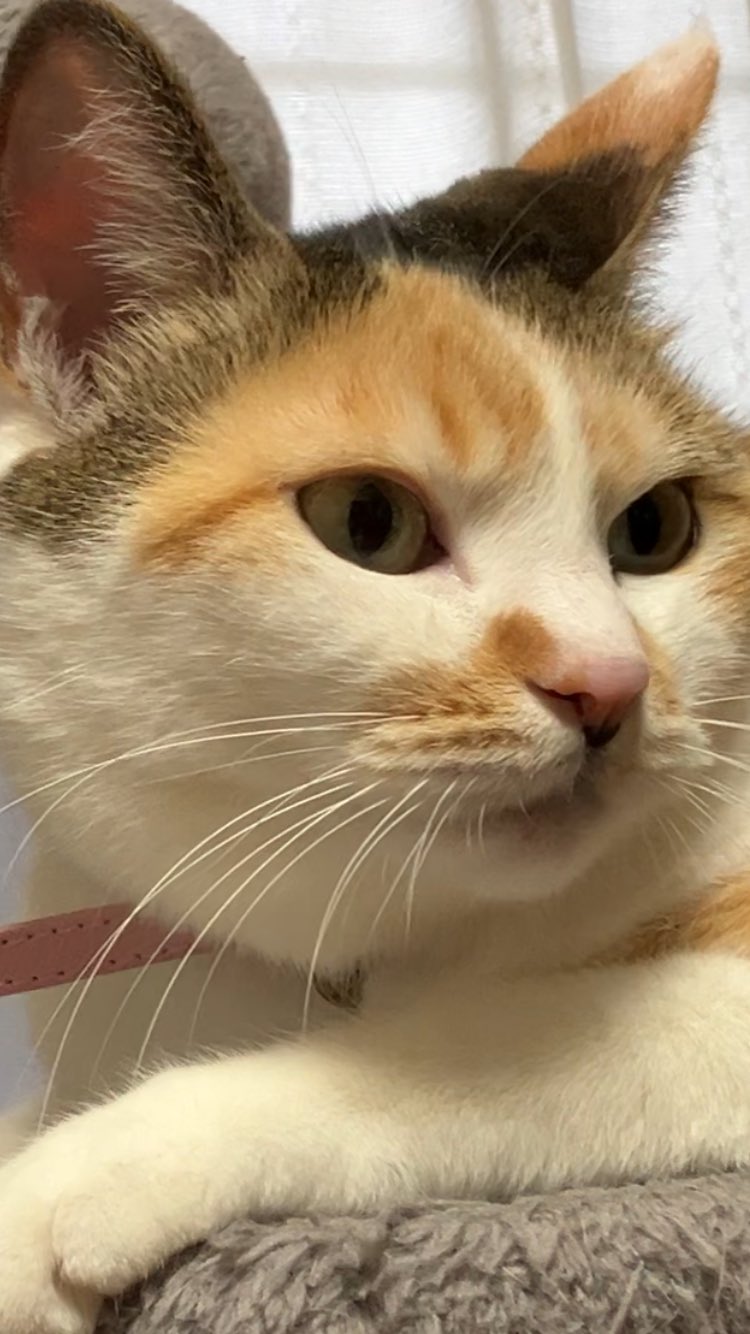 【ハル猫】ことりのあそびば 猫折れ | 🐈️のあそびば #cat #ねこ #猫 #nekoclub #catlover