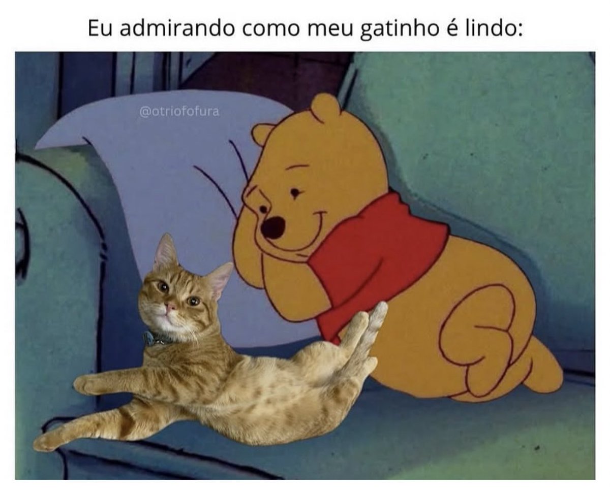 gatos fazendo gatices (@gatinarios) on Twitter photo  gatos fazendo gatices (@gatinarios) on Twitter photo