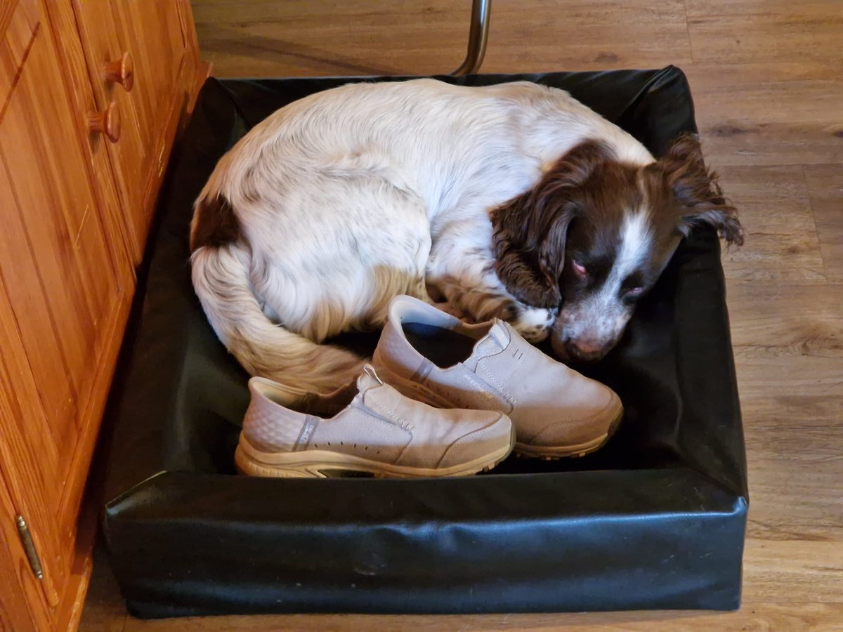 Kees Tinga (@keestingeling) on Twitter photo Heeft iemand mijn schoenen gezien? #WorkingCockerSpaniel #Kes #verzamelaar <a href="/irmavanhoeven/">Irma van Hoeven</a> Heeft iemand mijn schoenen gezien? #WorkingCockerSpaniel #Kes #verzamelaar <a href="/irmavanhoeven/">Irma van Hoeven</a>