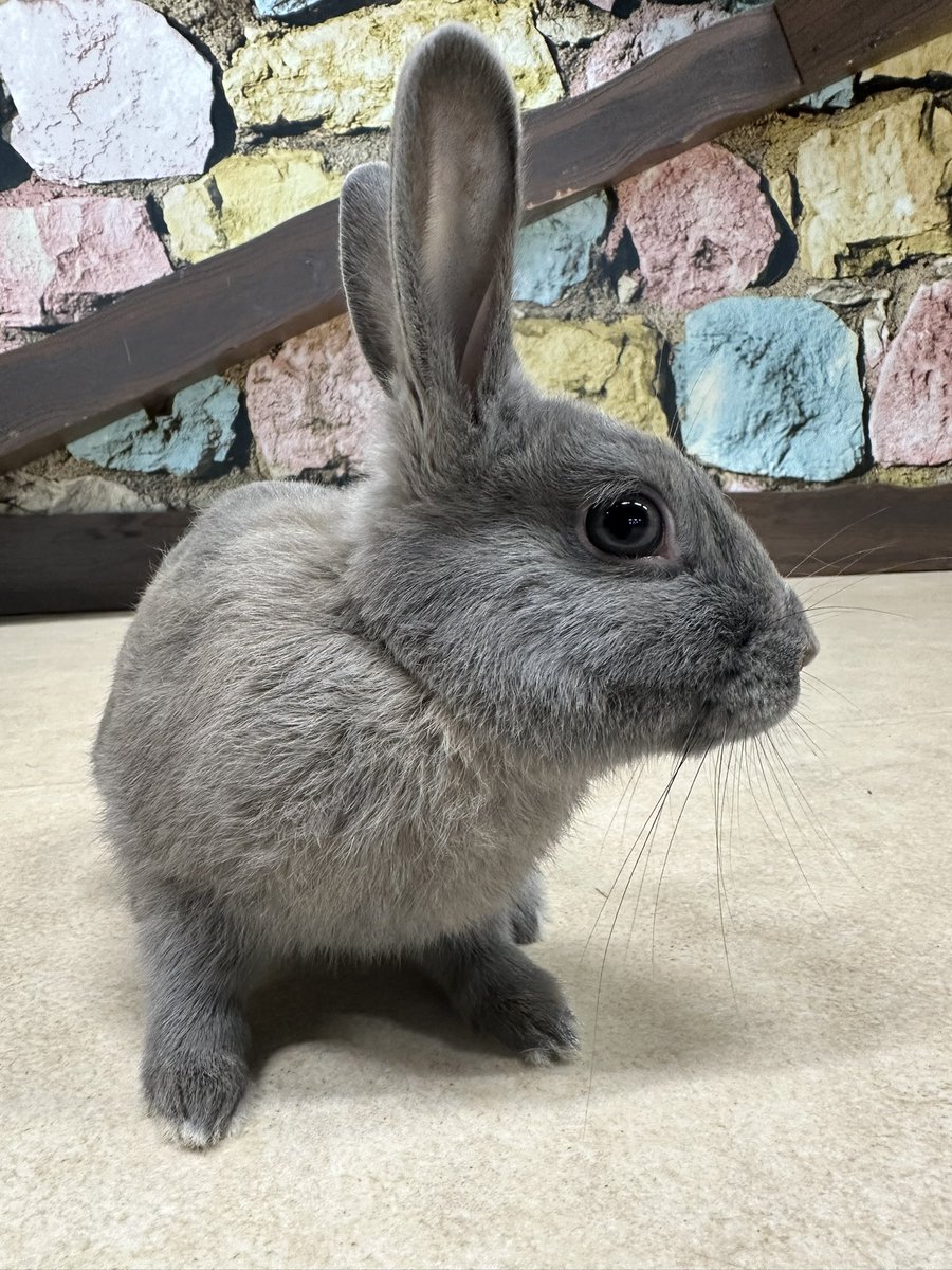 sarugekijo_'s tweet image. ✨劇場のNewメンバー✨
うさぎさんが仲間入りしました!
まだデビューしてませんが、触れ合いやショーで頑張ります!
そして、本日1歳の誕生日です!歴代のうさぎさんのお名前は7/3生まれで「ナミ」
9/1生まれで「キウイ」
さて、7/12生まれのこの子のお名前はなんでしょう❓❓
#東北サファリパーク