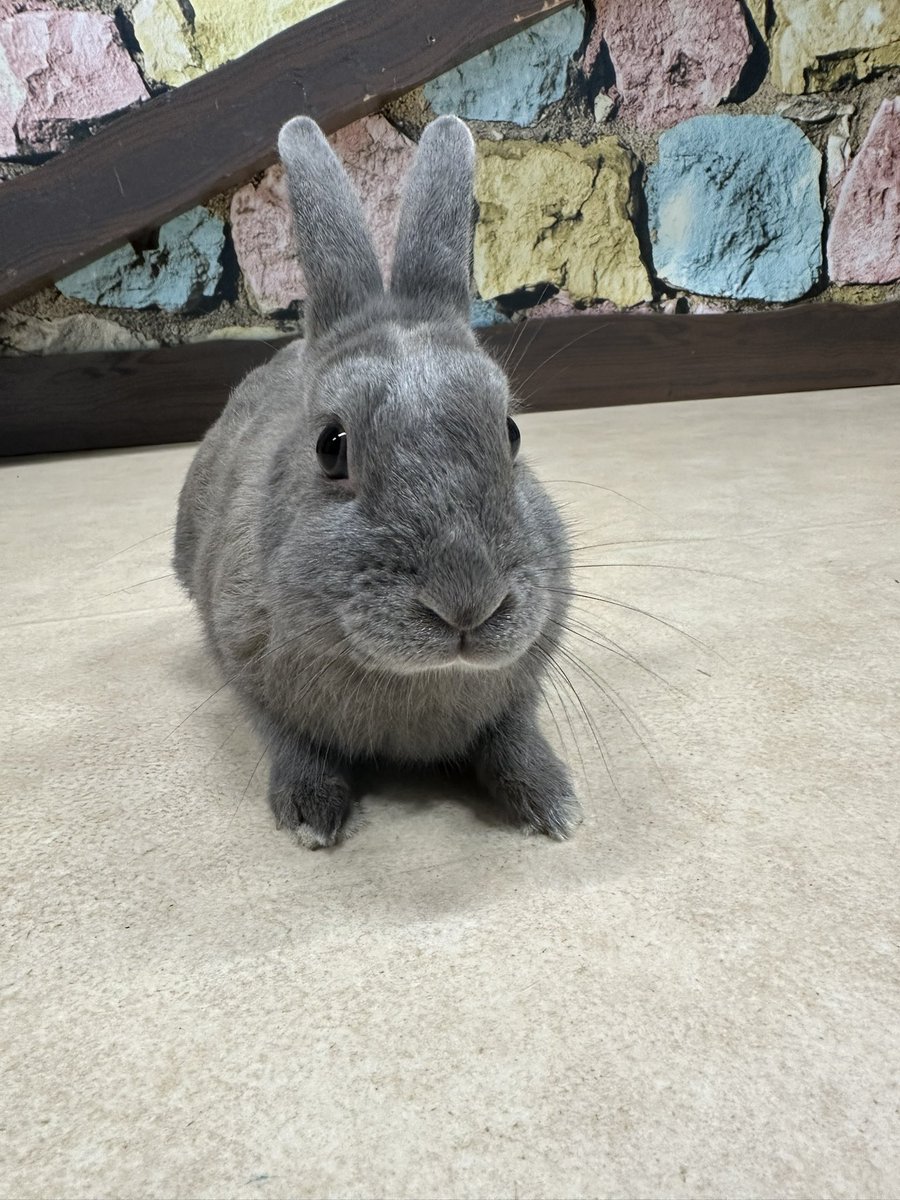 sarugekijo_'s tweet image. ✨劇場のNewメンバー✨
うさぎさんが仲間入りしました!
まだデビューしてませんが、触れ合いやショーで頑張ります!
そして、本日1歳の誕生日です!歴代のうさぎさんのお名前は7/3生まれで「ナミ」
9/1生まれで「キウイ」
さて、7/12生まれのこの子のお名前はなんでしょう❓❓
#東北サファリパーク