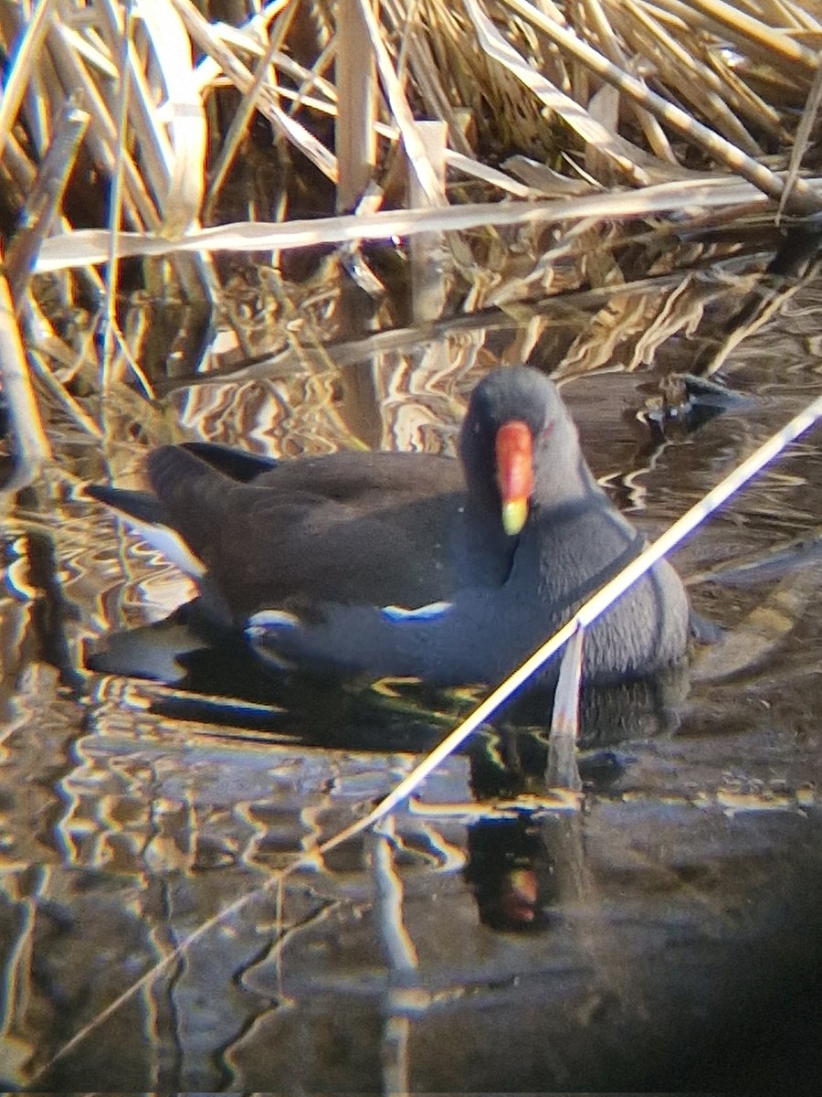 제가 또 새 정면사진 찍기에 빠질 수 없거든요
아기 참새/아기 왜가리/백할미새/쇠물닭