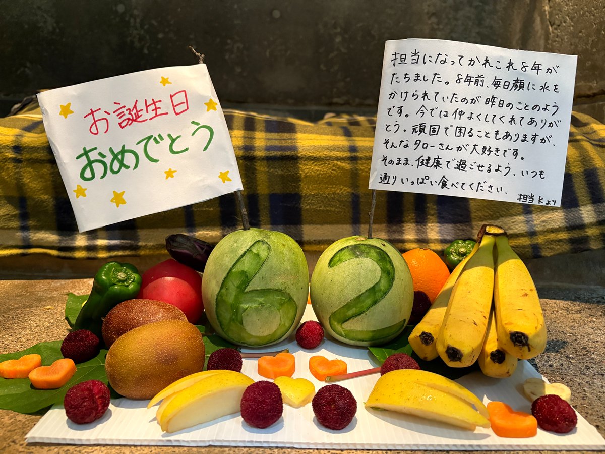 KochicityZoo's tweet image. タローさん６２歳になりました！
推定１歳で日本にやってきたタロー、生まれた日はわからないので、７月１４日(世界チンパンジーの日)を誕生日としています。
頑固なところがありますが、ここ数年ですっかり丸くなりました。これからも、ヤマトと穏やかな日を過ごしていってほしいです。
#チンパンジー