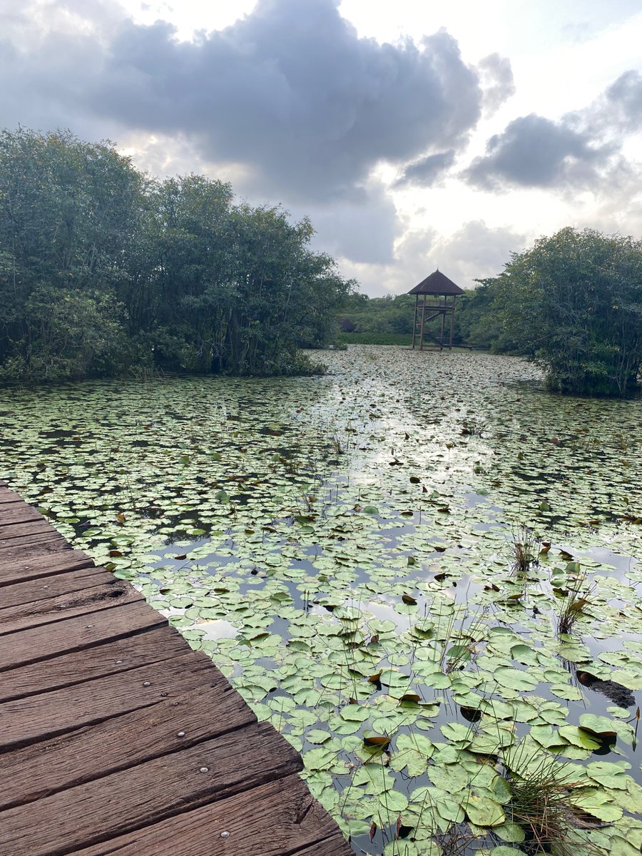 Shamara Wettimuny tweet media