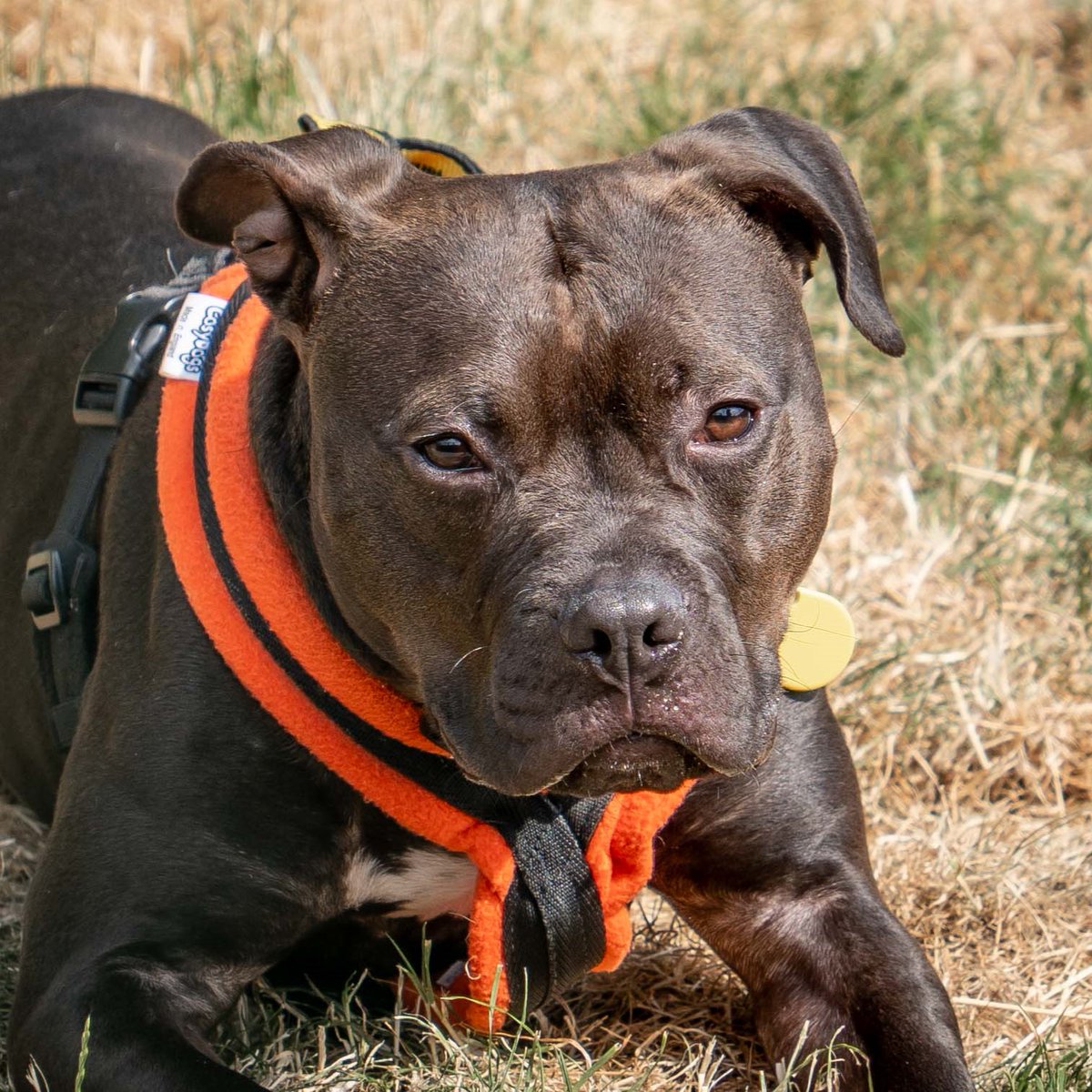 💛 Mikey 💛⁣
Handsome Mikey is a bundle of energy and enthusiasm! He loves being in people's company and being a clever chap is doing really well with his training! 🤩
Find out more about him and Apply to Adopt by visiting our website 💻⁣