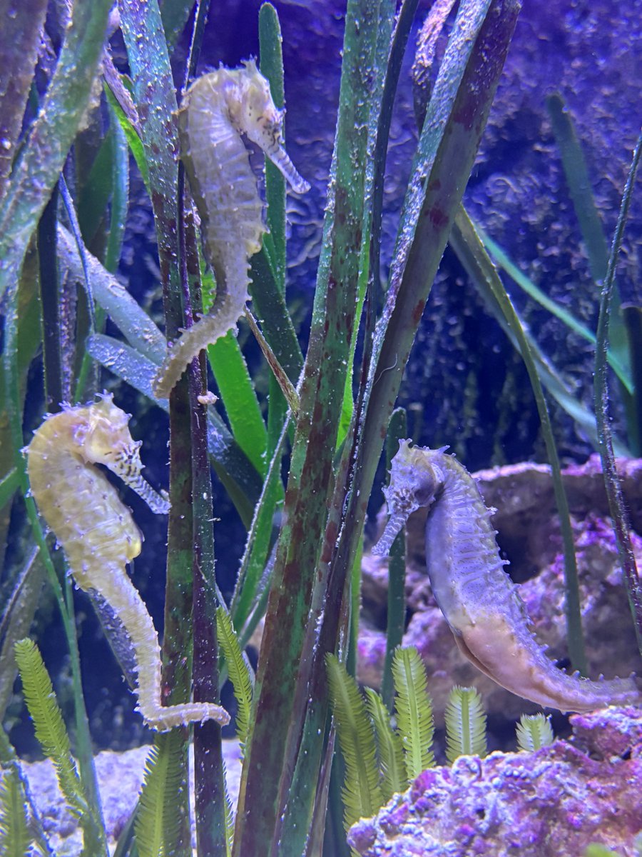 Zebraschnauzen-Seepferdchen - ja so etwas gibt es! Und die werben jetzt im Tierpark Hellabrunn für die Aufforstung der Seegraswiesen vor der Insel Palawan 😍🪸. 
Mittlerweile sind auch schon viele junge Seepferdchen geschlüpft - schaut mal vorbei ➡️  muenchen.de/sehenswuerdigk…