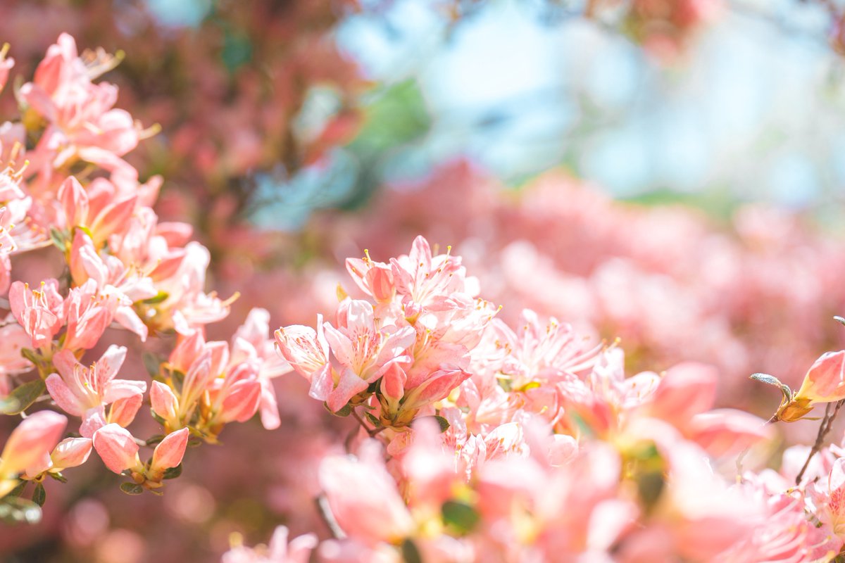 tsumugi_pt999's tweet image. 恋心みたいね。