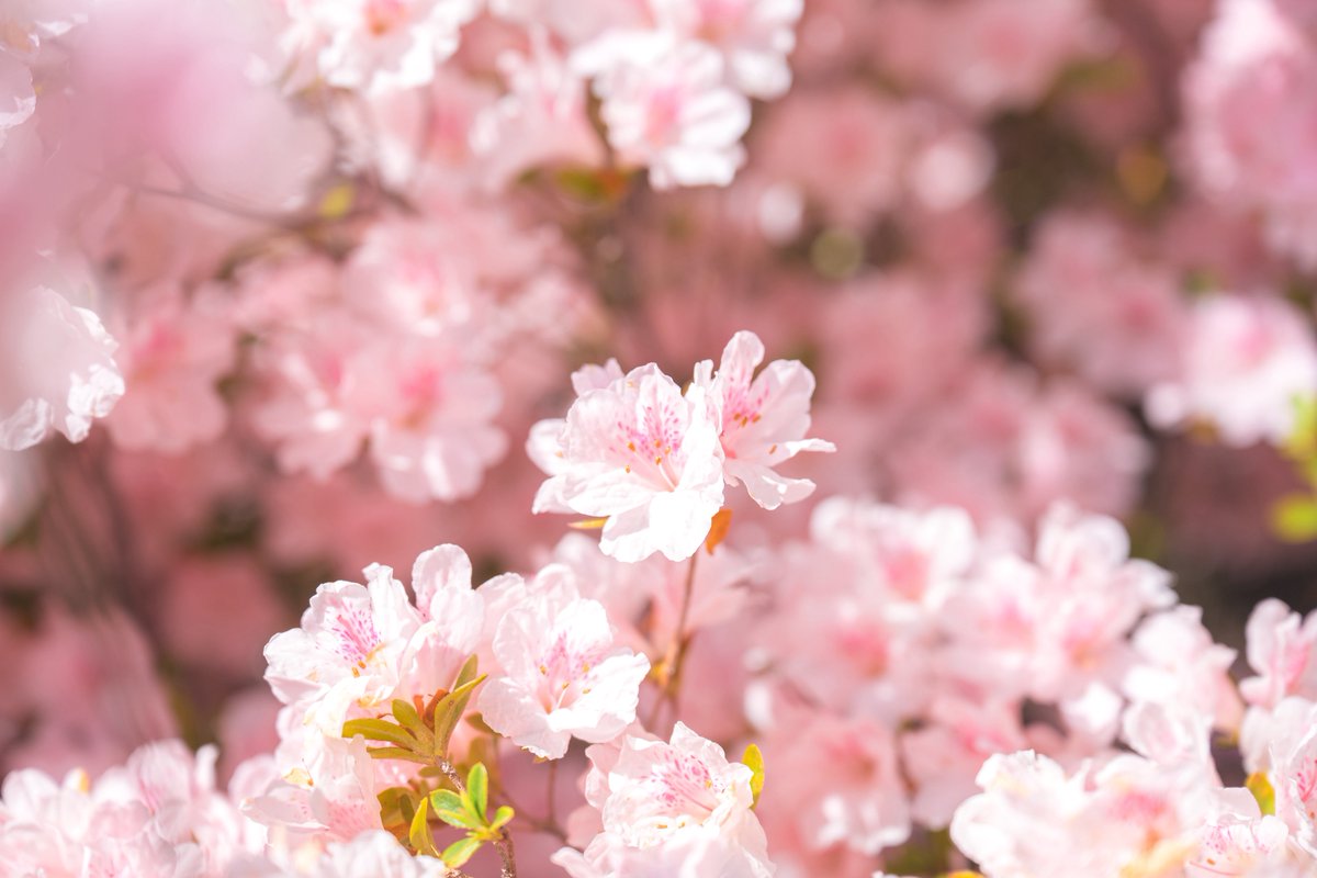 tsumugi_pt999's tweet image. 恋心みたいね。