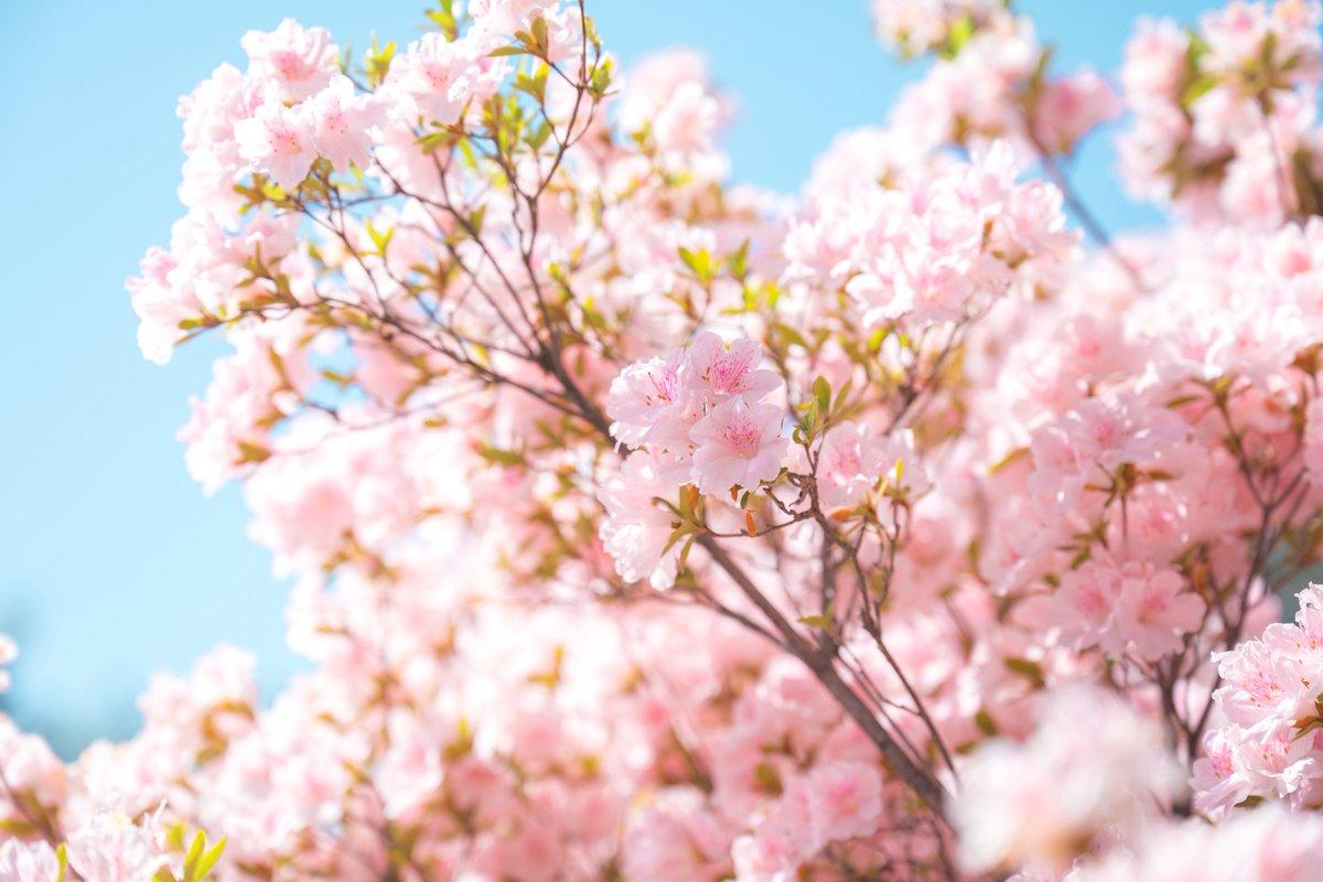 tsumugi_pt999's tweet image. 恋心みたいね。