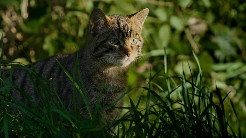 SaveOurWildcats's tweet image. ‼️Feature-length documentary ‘Clinging by a Claw’ is being brought to you THIS AUTUMN by @SaveOurWildcats and @ScotlandTBP 🎬
Outlander star, @SamHeughan, narrates the captivating story of the elusive wildcat returning to Scotland 🏔️
BOOK YOUR TICKETS ➡️ savingwildcats.org.uk/ClingingbyaCla…