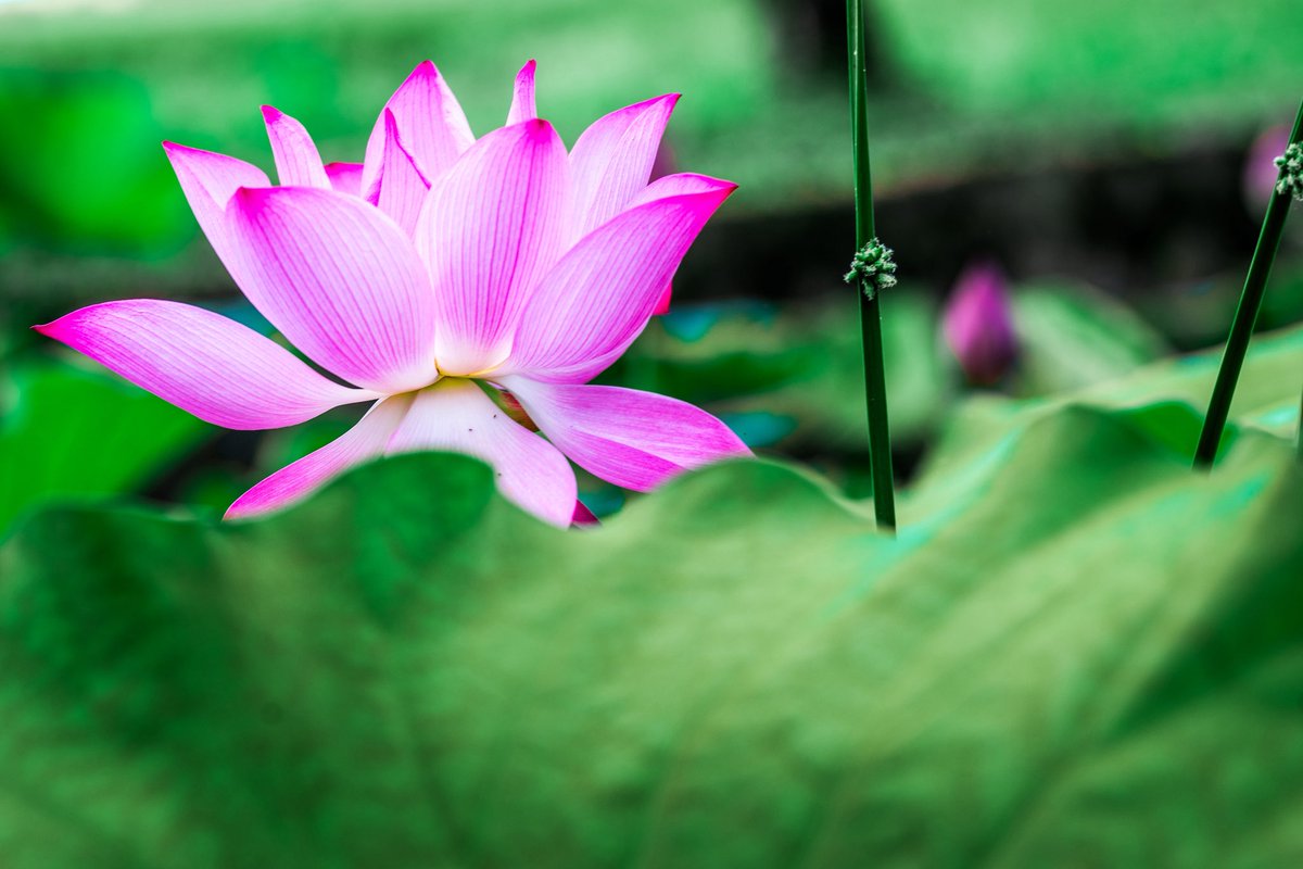 Share your pink flowers photos! 🪷