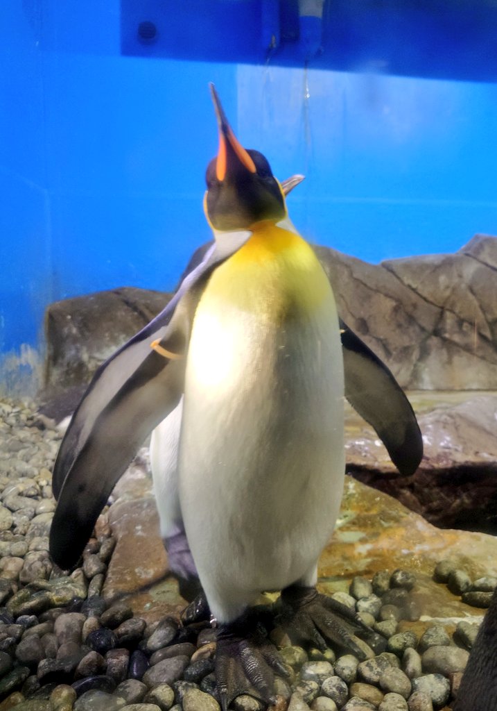 foca_ccha's tweet image. ペンちゃんや,カメちゃんも😊
・オウサマペンギン → ペンギン館
(ジェンツーは上手く撮れず…)
・アオウミガメ → 海洋館の大水槽
※屋外にも,フンボルトペンギンや アオウミガメ・アカウミガメがいます!
(今の時期は暑いですが😅)
#南知多ビーチランド
2025年7月10日