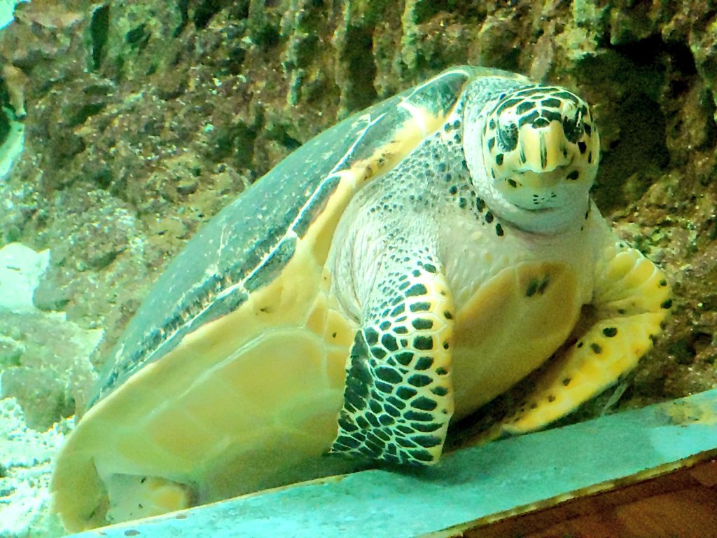 foca_ccha's tweet image. ペンちゃんや,カメちゃんも😊
・オウサマペンギン → ペンギン館
(ジェンツーは上手く撮れず…)
・アオウミガメ → 海洋館の大水槽
※屋外にも,フンボルトペンギンや アオウミガメ・アカウミガメがいます!
(今の時期は暑いですが😅)
#南知多ビーチランド
2025年7月10日
