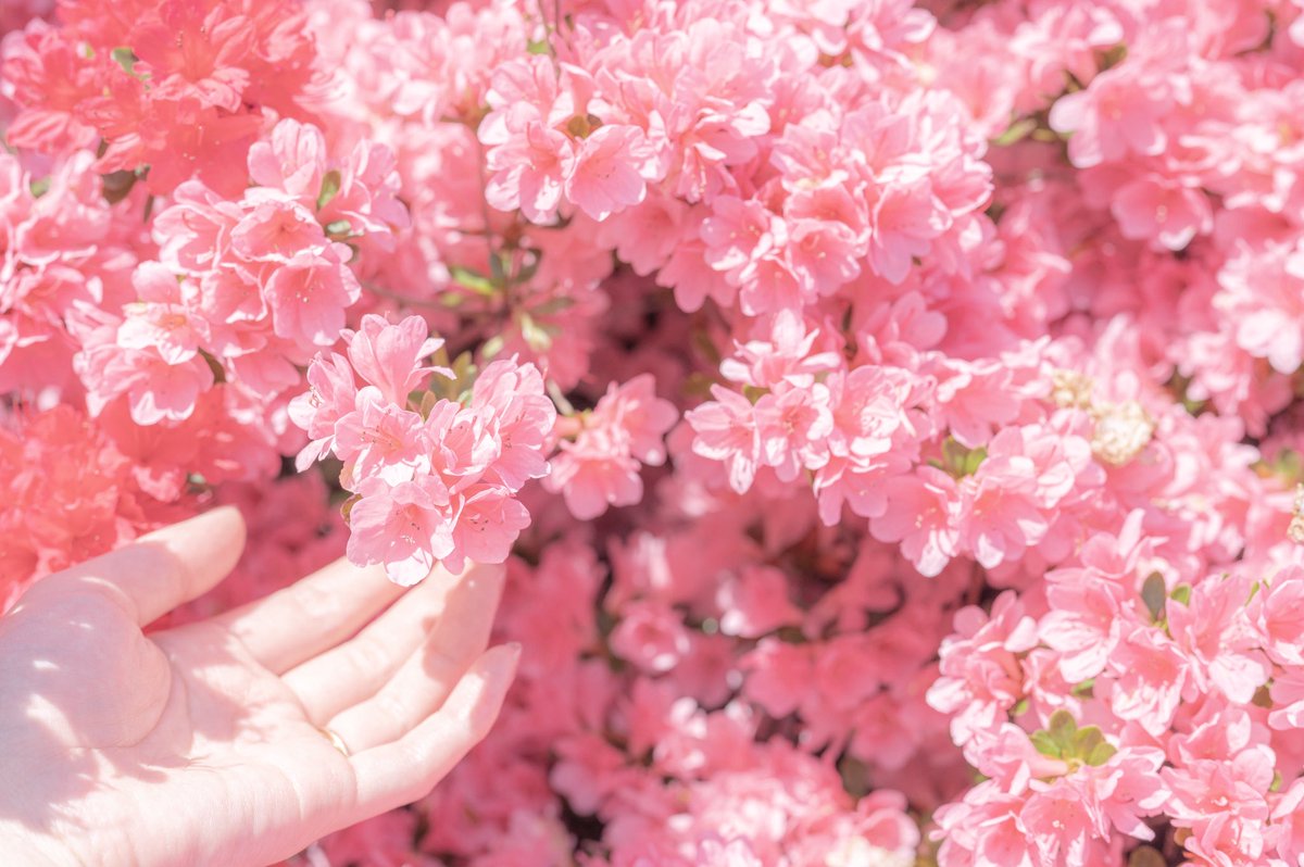 おいも tweet media