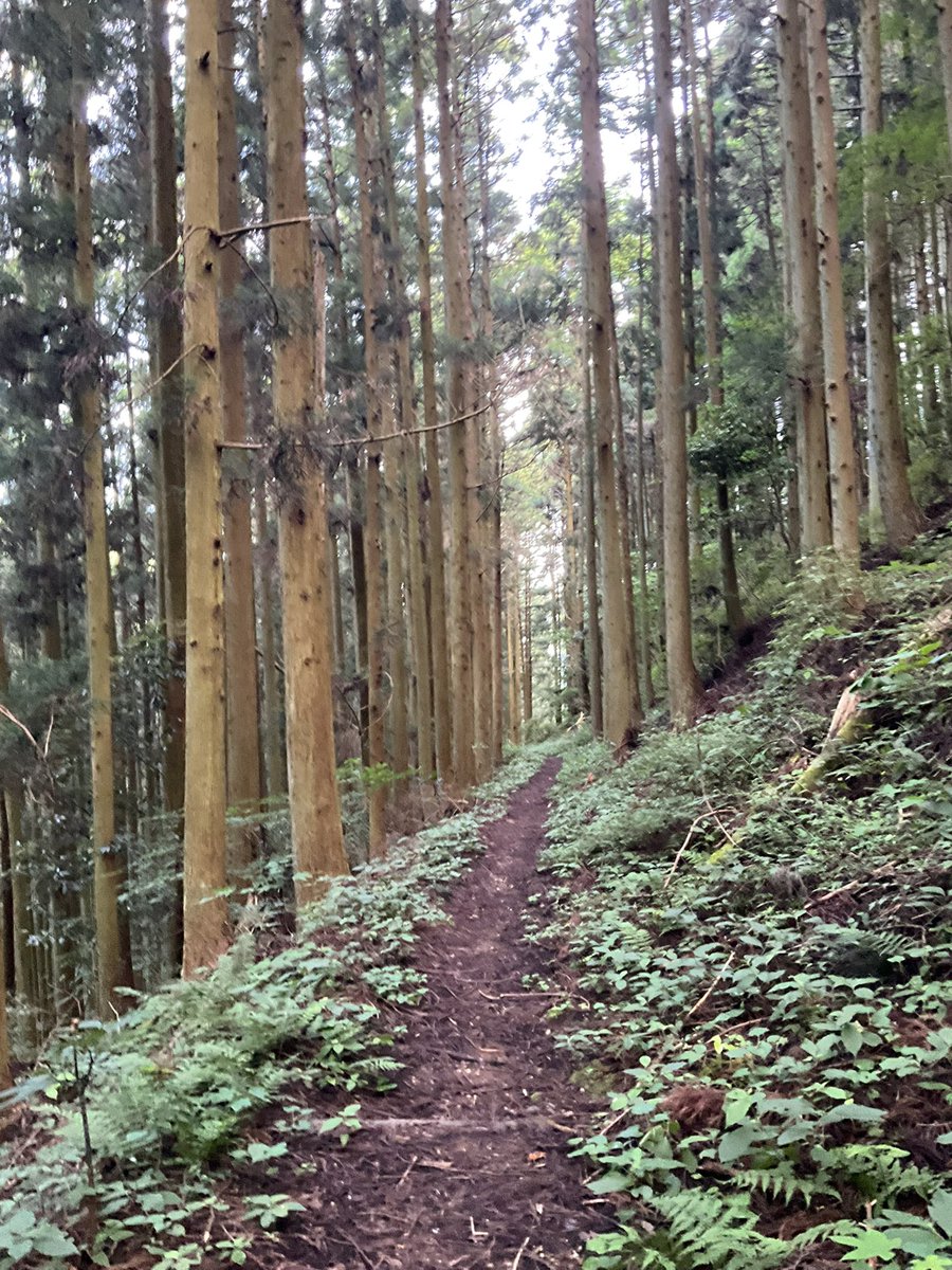 tworice_dai's tweet image. ゆっくりゆっくり三坂峠を下って来ました
あーーーーーーーキツかった!
みんなでお蕎麦を食べました
#四国八十八ヶ所 #歩き遍路