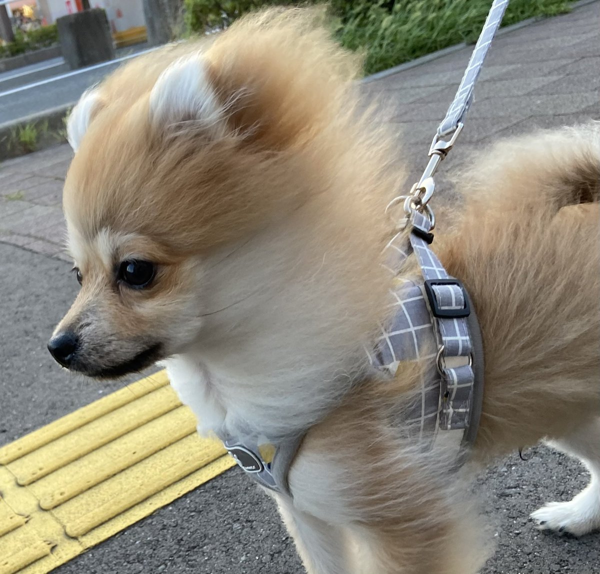 何度も振り返ってしまう、こいぬ時代の猿期🐒
やっぱり魅力的なそのビジュアル!!!! 