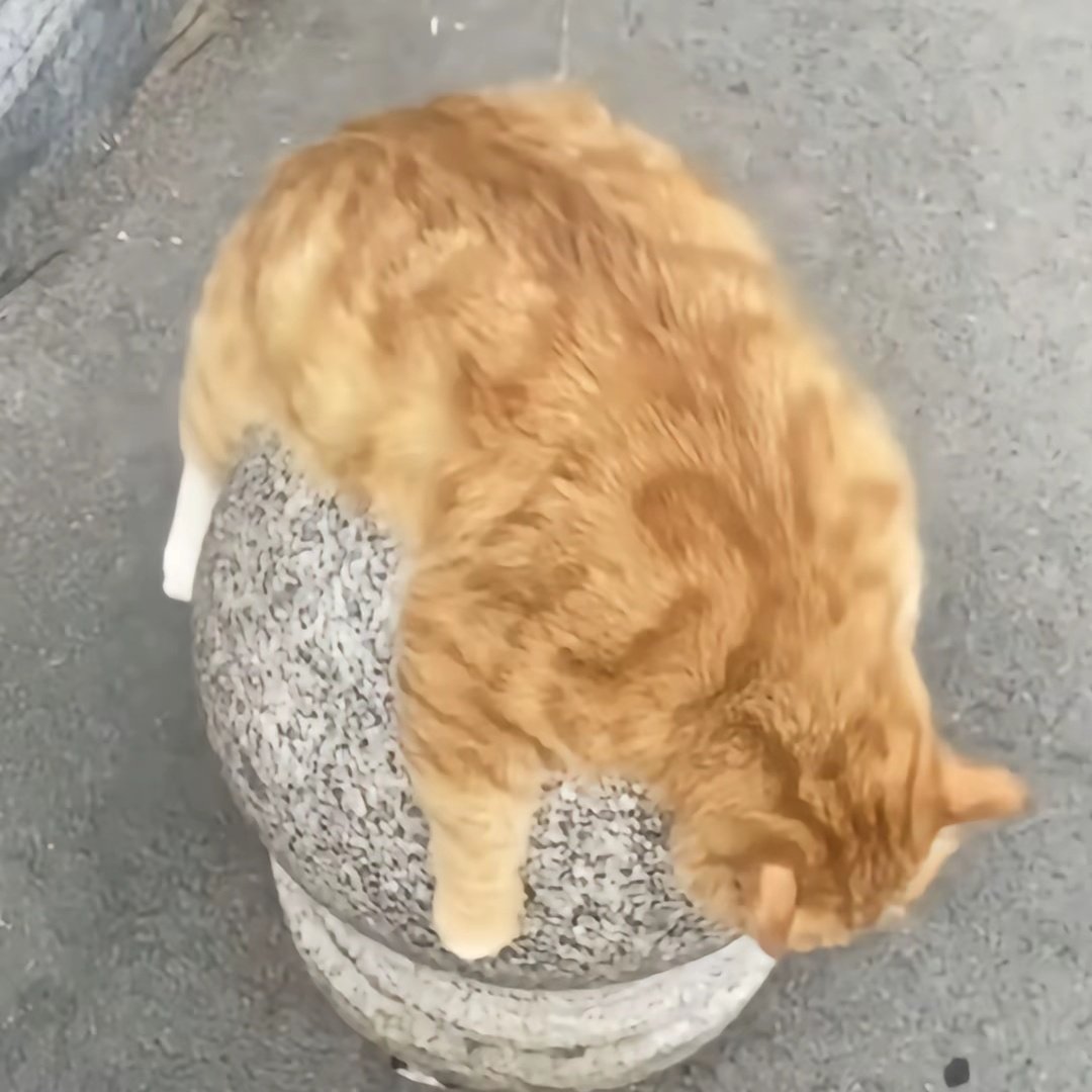 猫一墩