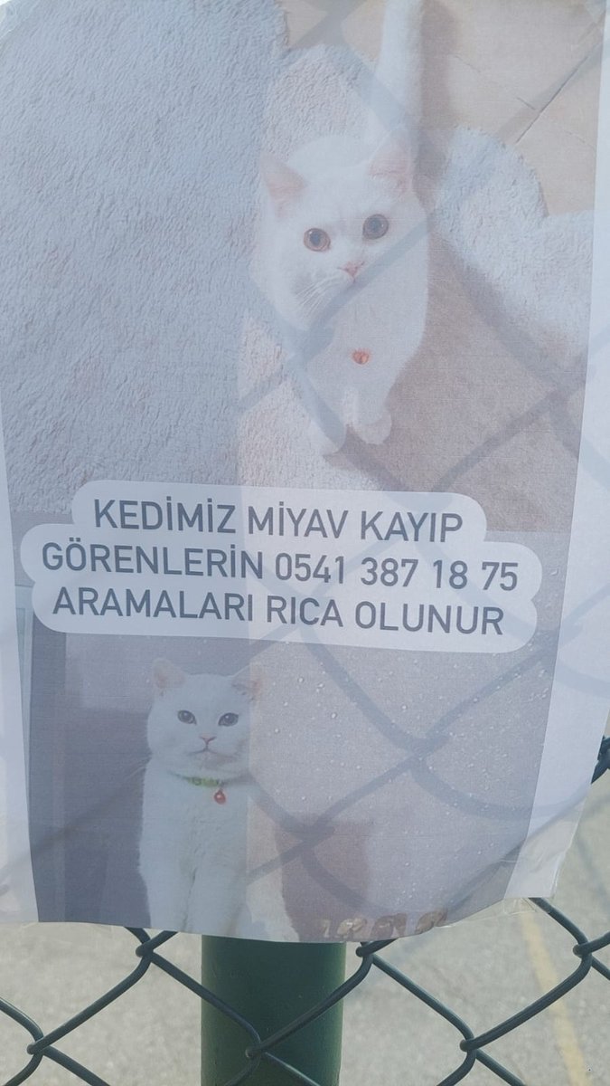 Batıkentte 4 gundur kayıp sahıbı perisan. Star sitesinden kacmıs.