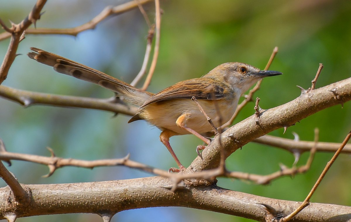 Davidwillashley's tweet image. A cute Tawny-Flanked Prinia in Juba. My #SouthSudan 🇸🇸 Bird of the Week. #BirdsSeenIn2025 #birds