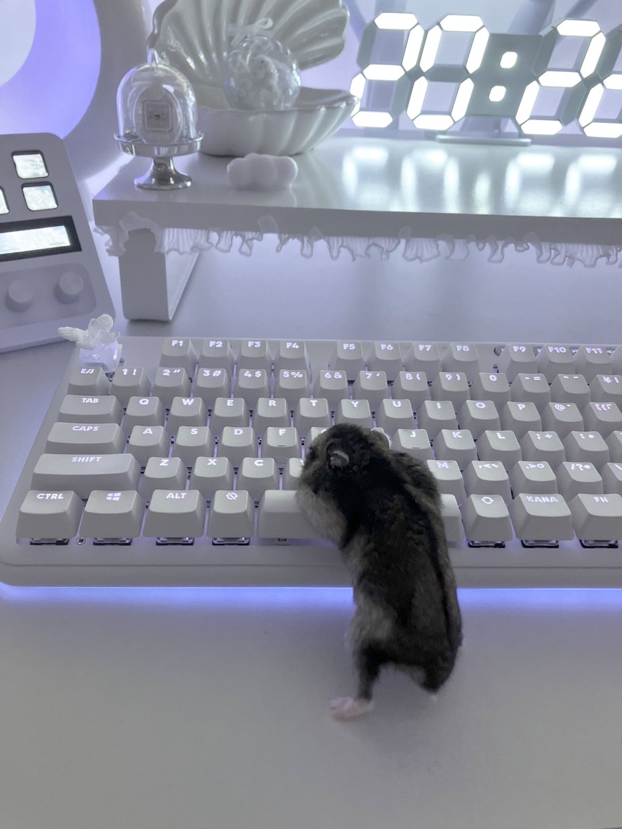 hqcuu_'s tweet image. 𝙂𝙖𝙢𝙞𝙣𝙜 𝙝𝙖𝙢𝙨𝙩𝙖𝙧  #desksetup