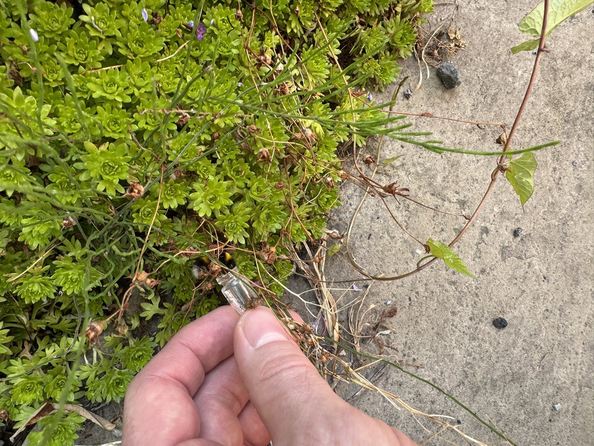 BenHalligan's tweet image. emergency bee revival in the garden, with my troubleshooting @BEEVIVE1 kit... from honeycomatose to back to buzzing. #savethebees