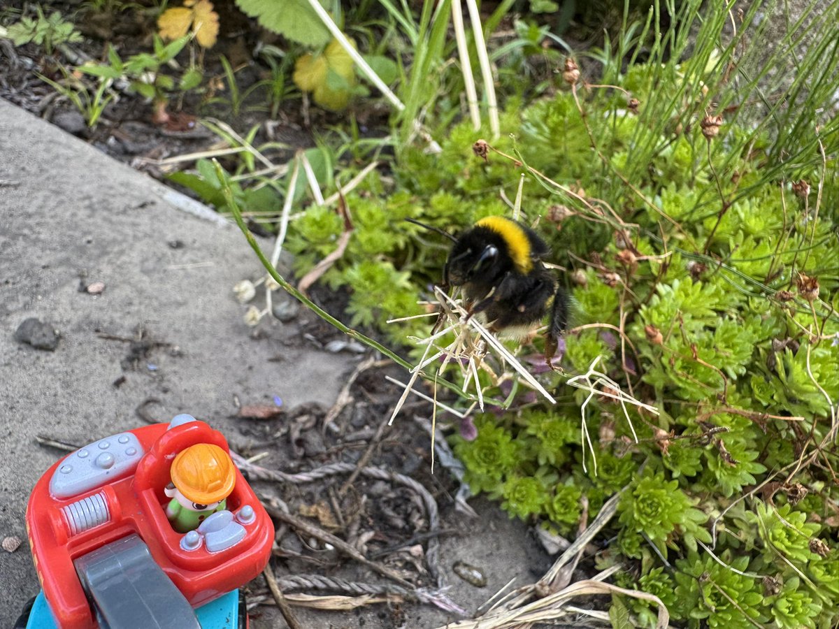 BenHalligan's tweet image. emergency bee revival in the garden, with my troubleshooting @BEEVIVE1 kit... from honeycomatose to back to buzzing. #savethebees