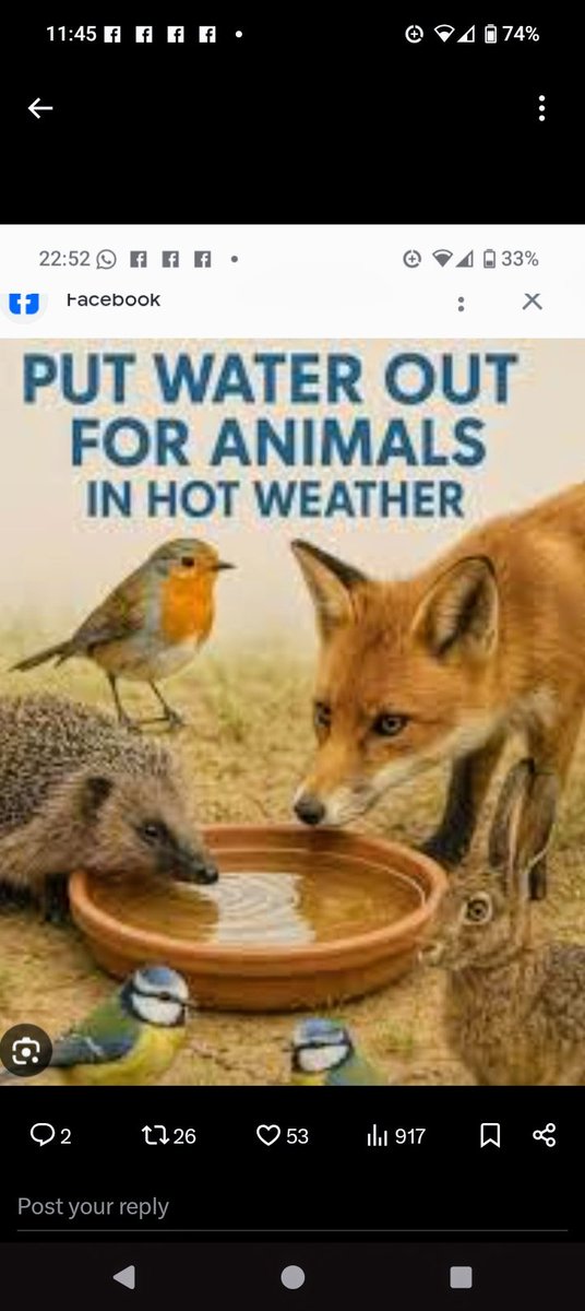 Please don't forget. #foxes #birds #badgers #hedgehogs #bees #insects #hoverflies #rabbits #mice #rats They all get thirsty.
