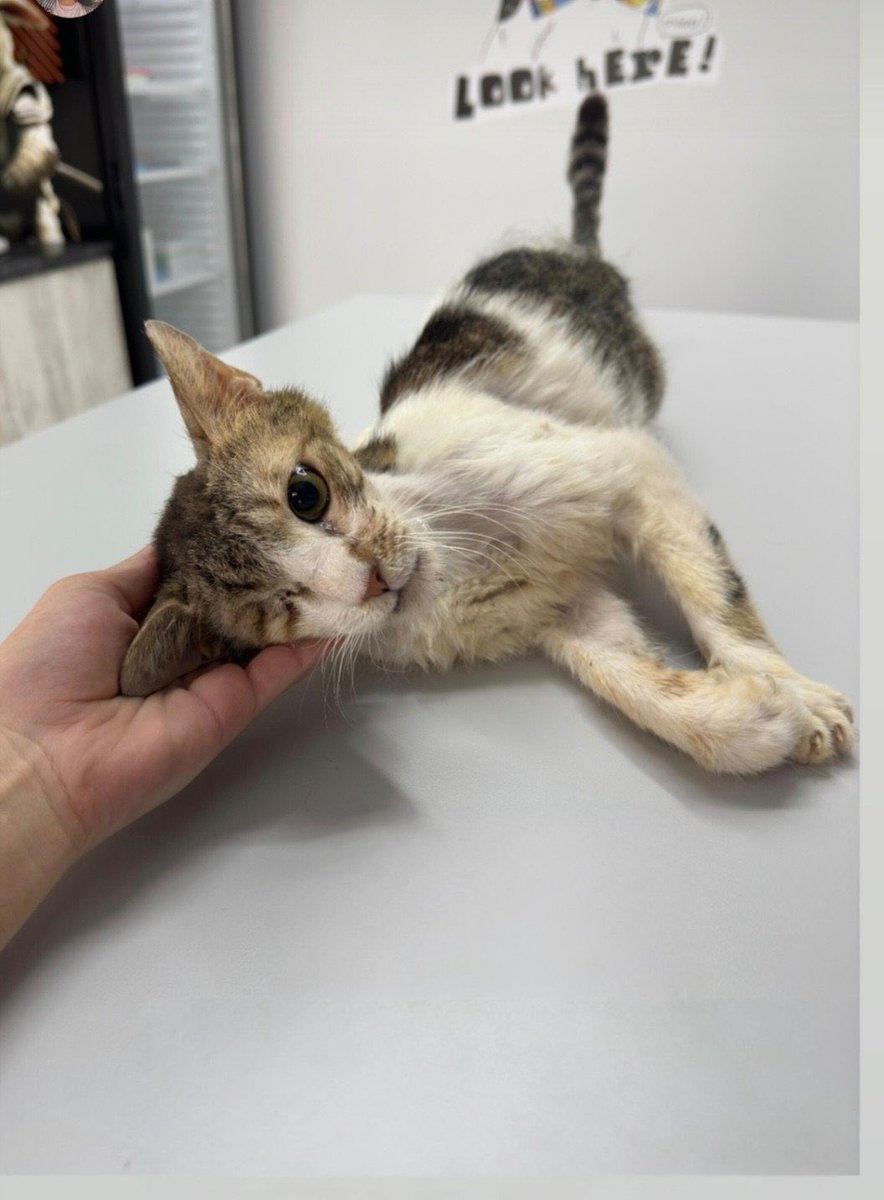 geçirdiği kazada bir gözünü kaybetmiş, çenesi ve damağı kırılmış ama hayata tutunmuş. şu an sağlıklı durumda, kurabiye yapmaya bayılan bir kedi. üstelik tüm masrafları bir gönüllü tarafından karşılanacak. bedavaya sevgi delisi bir canlı sahibi olacaksınız yani. daha ne olsun.