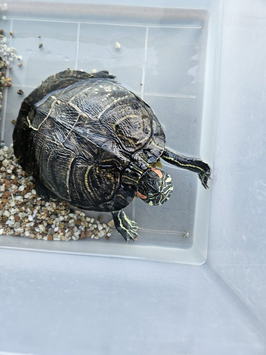 こんばんは😃🌃やっと亀たちを洗えました＼(^-^)／さっぱりしました＼(^-^)／マメに洗うようにします😭✨