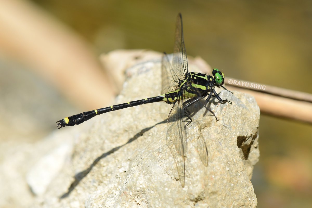 2025·华西南五月。
山岳亚春蜓Asiagomphus monticola。