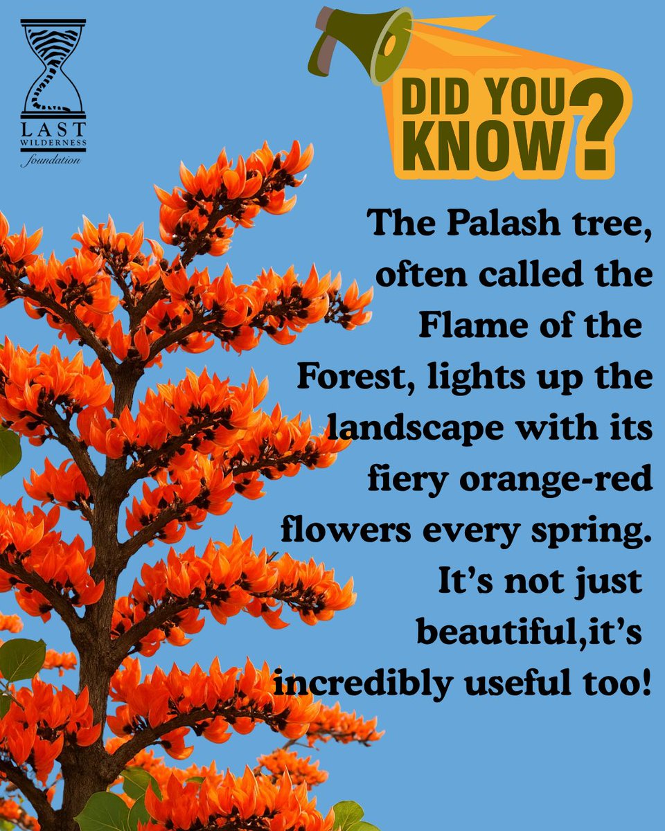 LastWilderness's tweet photo. Fiery blooms & deep roots.
The Palash tree, Flame of the Forest, is more than a tree. It supports ecosystems, traditions & identities.
At LWF, we celebrate such symbols of living heritage. 🌺🌳
#PalashTree #FlameOfTheForest #LastWildernessFoundation #TribalWisdom https://t.co/PscB9do8Te