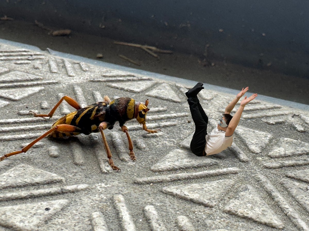 うわー、ベランダに出たら蜂がいた！
でも羽根なくない？
がんばれ!Mr.ながおか!
いいね♥とフォローしてくれると嬉しいです

★独り言★
カミキリムシらしい。

#蜂
#カミキリムシ 
#bee 
#合成写真
#followme