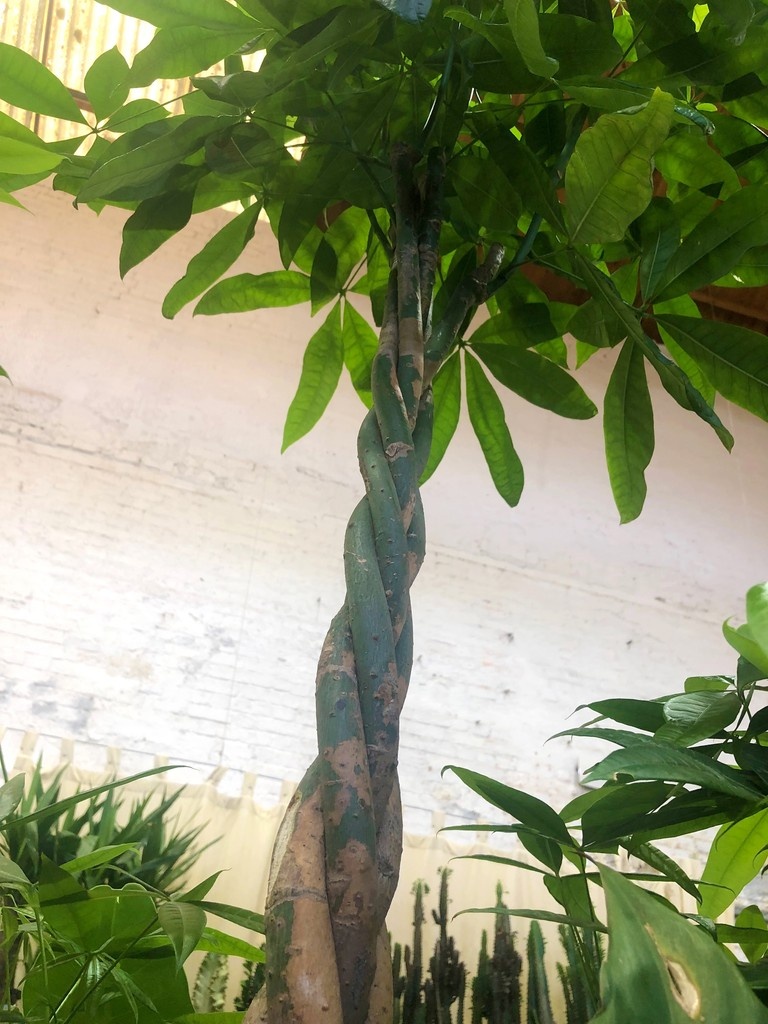 The perfect #pachira aquatica or #moneytree with its braided trunk and lucky leaves - at the very least you will have a healthy environment!
#gardencentre #since1983 #socialenterprise #camdentown #gardenlovers #trainingandemploymentopportunities #house_plant_ community