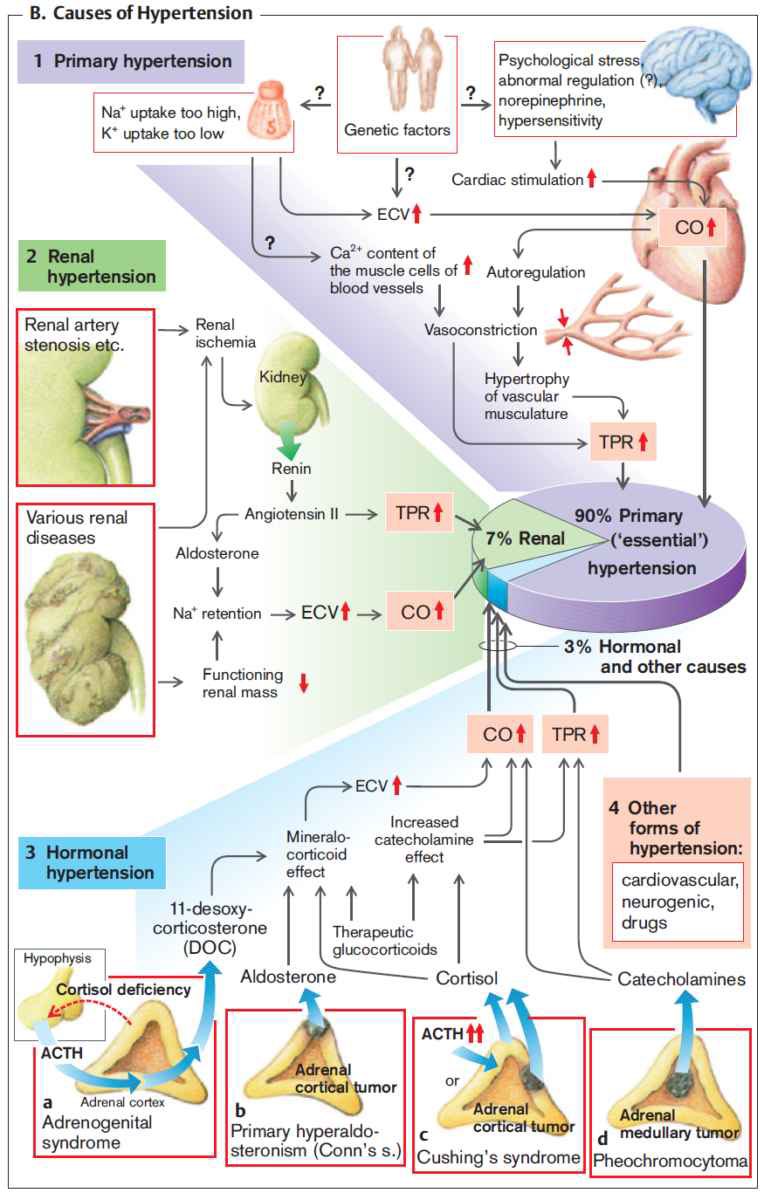 Causes of Hypertension

<a href="/ManualOMedicine/">Manual Of Medicine</a> #TIC2025 #MedEd #Medx #hypertension