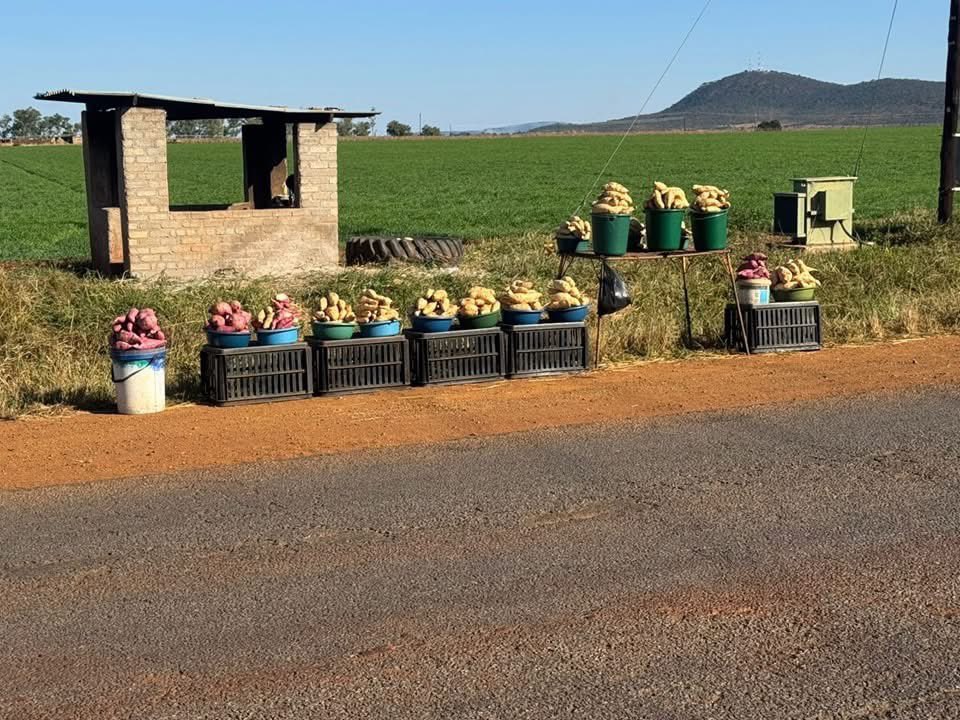 Zuro ndakanokohwa mbambaira kuitira kunwa svutu gadzike yangu. Apa ndomwa isina tsvigiri nokuti mbambaira inotapira. Asi pane akazonditi yakagochwa inonaka kudarika dzose. Hameno kuti vamwe mopaonasei.